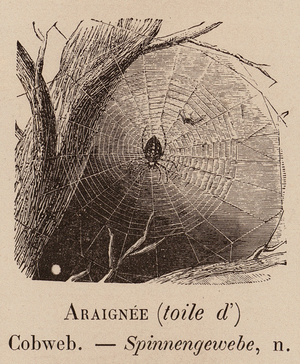 Le Vocabulaire Illustre: Araignee (toile d'); Cobweb; Spinnengewebe (engraving)