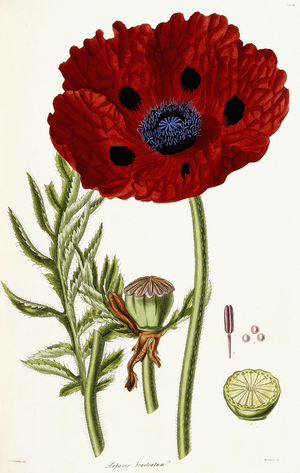Papaver Bracteatum, 1821-1826 (hand-coloured engraving)