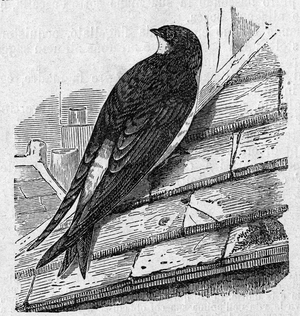 Religion The Holy Bible