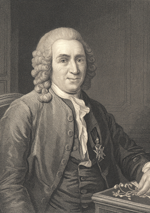 Engraving of Carl Linnaeus, c.1830-40 (line and stipple engraving )
