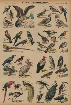 Wild birds (coloured engraving)