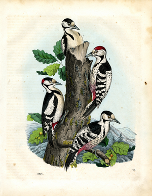 European Woodpecker Species (litho)