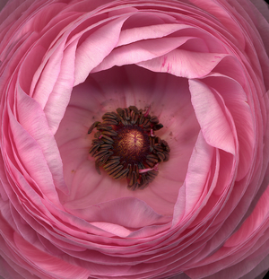 Pink Ranunculus, 2003 (photo)