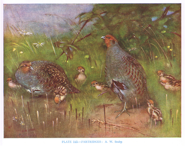 Partridges, illustration from 'British Birds' by Kirkman & Jourdain, 1966 (colour litho)
