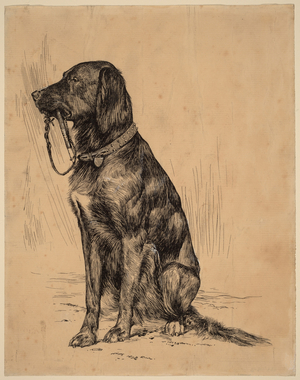 Aldrich's Dog, late 1880s (ink on paper)
