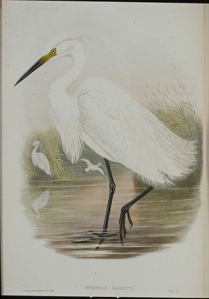 Little Egret (Egretta Garzetta) (hand-coloured litho)