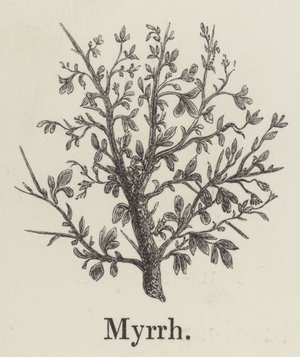 Myrrh (engraving)