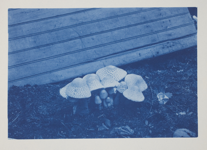Untitled, late 19th–early 20th century (cyanotype on cream wove paper)