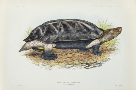 Indian black turtle, 1878 (Plate)