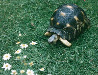 Dali's Turtle, 1964 (photo)