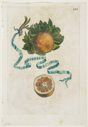 Aurantium Crispo Folio, from Hesperides, 1646 (coloured engraving)