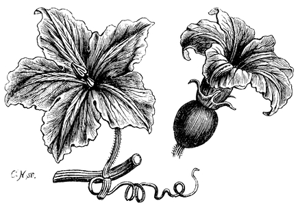 Squash, pumpkin: male (right) and female (left) flower