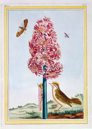 Hyacinth, c.1766 (hand-coloured engraving)