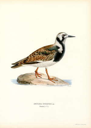 Ruddy Turnstone (colour litho)
