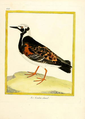 Northern Lapwing (print)