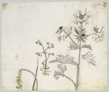 Sea Holly, 1944 (ink, wash and crayon)