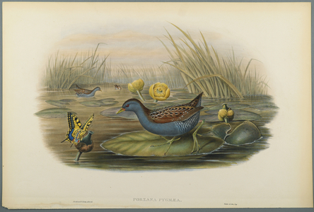 Porzana Pygmaea, Baillon's Crane (colour litho on wove paper)