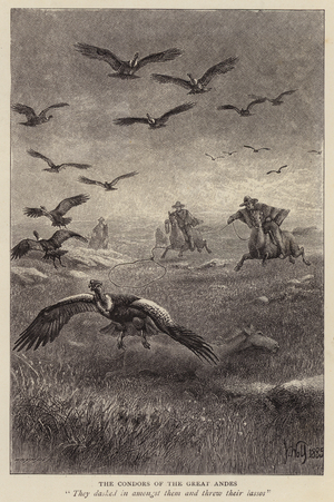 Hunting condors using lassos in the Andes, South America (litho)