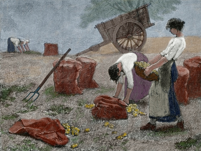 Mowing, 19th century (coloured engraving)