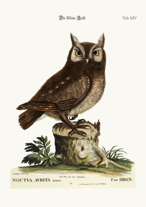 The little Owl, 1749-73 (coloured engraving)