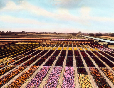 Tulip fields I