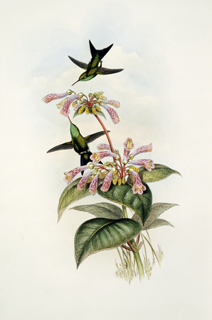 Calliphlox amethystina x Chlorostilbon mellisugus