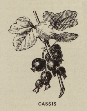 Cassis (engraving)