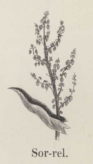 Sorrel (engraving)