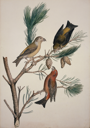 Loxia curvirostra