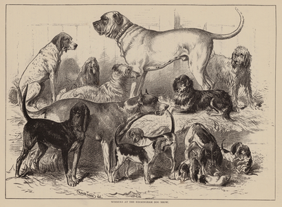 Winners at the Birmingham Dog Show (engraving)