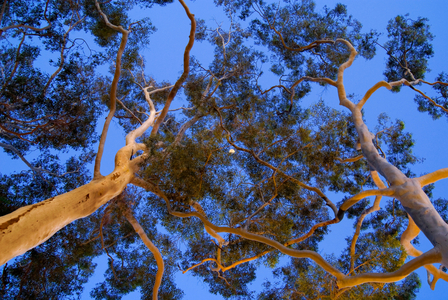 Mature lemon-scented gums (Corymbia citriodora) in sunset afterglow (and illuminated from below with artificial lighting), half moon, Kings Park, Perth, Western Australia (photo)