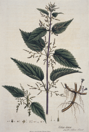 Urtica dioica