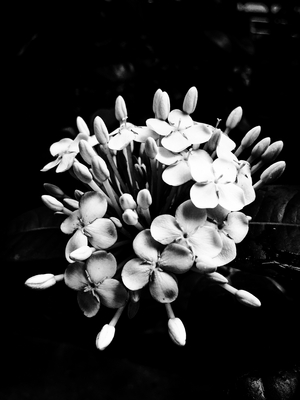 Flower nº 27, 2025 (photo)