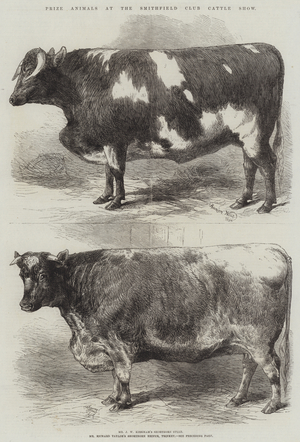Prize Animals at the Smithfield Club Cattle Show (engraving)