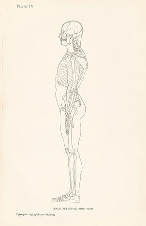 Anatomy: Male Skeleton, Side View (litho)