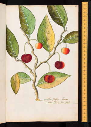 Tradescant's Orchard, The Naples Cherry, c.1611-1620 (watercolour)