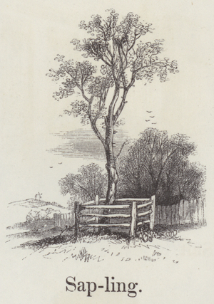 Sapling (engraving)