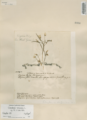 Claytonia virginica
