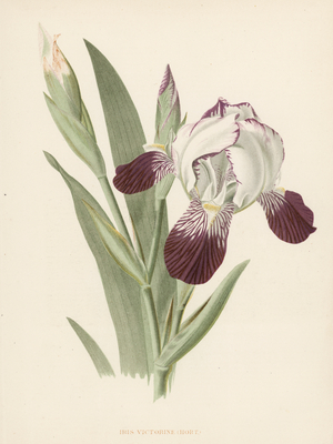 Iris Victorine (colour litho)