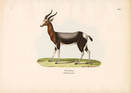 Bontebok, 1848 (lithography)