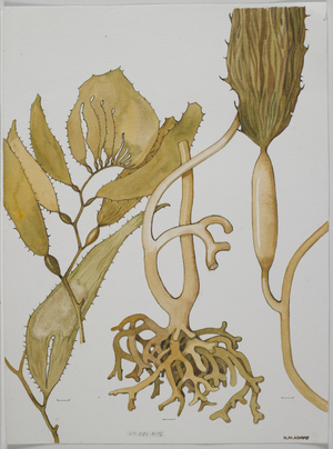 Brown Seaweed, Alariaceae, Macrocystis pyrifera,  (w/c on paper)