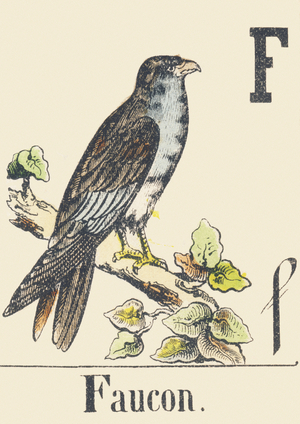 F: Falcon, c1880-1900 (illustration)