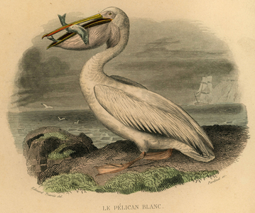 Le pelican blanc Engraving on metal aquarellee By Edouard Travies Animal painter and illustrator francais 1809 1876