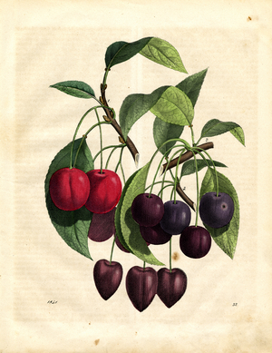 Various Cherry Varieties on Branches (hand-coloured engraving)