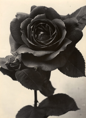 Rose, c.1895-1910 (gold-toned gelatin silver print)