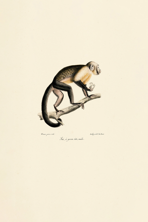 Male Common Squirrel Monkey, 1824 (hand-coloured litho)