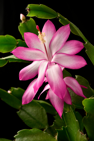 Schlumbergera truncata, 2023 (photo)