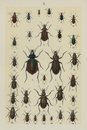 Plate from The Young Beetle-Collector's Handbook (chromolitho)