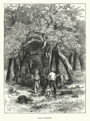 Apple gathering (engraving)