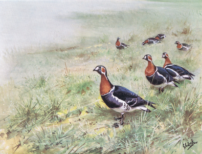 Red Breasted Geese (litho)